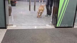 Golden retriever accidentally bumps into glass door in Guangdong, China