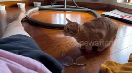 Cat jumps so high in Guangdong, China