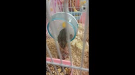 Mother hamster introduces newborn to exercise wheel in Xinjiang, China