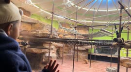 Spectacled langur monkey frightens child in Beijing, China