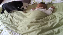 Adorable cat gently wakes sleeping baby in Yunnan, China