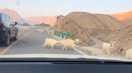 Goats block traffic as two Angora goats fight on a mountain road in Gansu, China