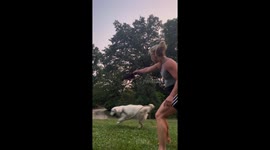Golden Retriever enjoys a game of catch in Jackson, Michigan, USA