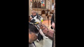 Boston Terrier receives blessing during church event in Brooklyn, New York, USA