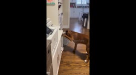 Playful scuffle between cat and boxer puppy in Dorchester, Ontario, Canada