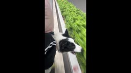 Playful Border Collie bumps head while riding motorcycle in Henan, China