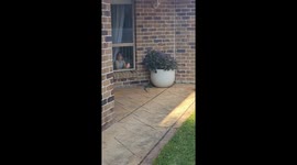 Woman carefully removes giant huntsman spider from her car in Queensland, Australia