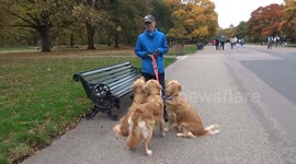 Three gorgeous Golden Retrievers with their tails dyed enjoy beautiful autumn day in Kensington Gardens - London