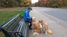 Three gorgeous Golden Retrievers with their tails dyed enjoy beautiful autumn day in Kensington Gardens in London