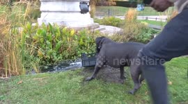 Dave the mastiff dog gets shopping basket out of Queen Victoria statue pond at Kensington Palace