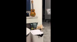 Puppy hilariously tries to retrieve ball stuck under stuffed elephant in Shandong, China