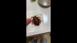 Little girl makes realistic cockroach-shaped steamed bread in Guangdong, China