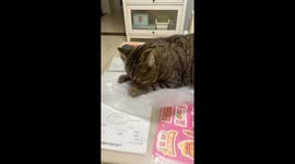 Cat gagging at repeated cutter sound in Jiangsu, China