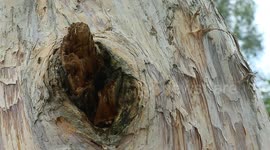 Black ants take shelter in a tree hole