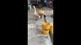 Goose and dog have playful scuffle in Guangxi, China
