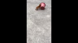 Puppy plays with a pail in Guangxi, China