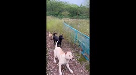 Dog’s failed jump attempt in Zhejiang, China
