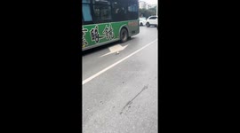 Kitten rescued from busy road in Chongqing, China