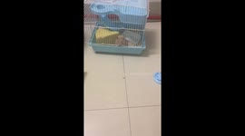 Hamster tries to escape from its cage in Fujian, China