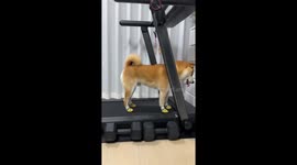Shiba Inu speeds up on treadmill in Xinjiang, China