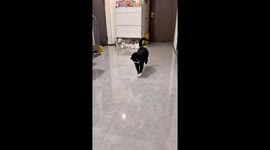 Cat plays with light reflection in Beijing, China
