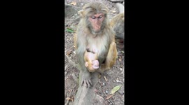 Mother monkey protects her sleeping baby in Guizhou, China