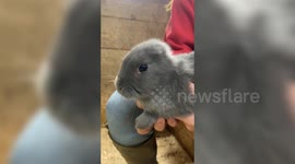 Bunny born without ears given crocheted pair to help him blend in