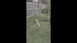 Dachshunds Try to Get an Apple Off the Tree