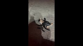 Chihuahua puppy dressed as spider for Halloween in Odessa, USA