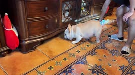 Family teams up to retrieve pet dog’s toy stuck in narrow cabinet gap