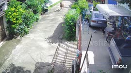 Dogs baffled by runaway horse galloping down street