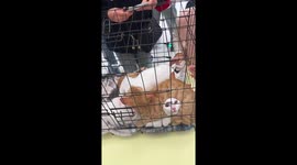 Rescue cats huddle inside cage during adoption event