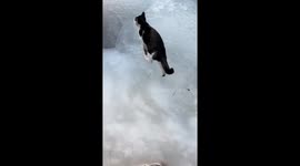 Helpful stray cat guides tourists across frozen trail in China