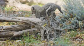 Austria: Triple Cheetah Cubs Born At World’s Oldest Zoo Mark Major Breeding Success
