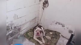 Spain: Dog Rescued From Torturous Abandonment As Owner Faces Criminal Investigation