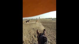 Bucking Horse Gets Free