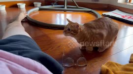 A Cat's Perfect Jump