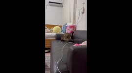 Scaring My Cat Twice!