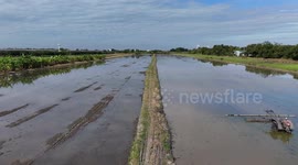 A slow peaceful flight by drone over a paddy field showing some of the wild birds that visit here looking for food.