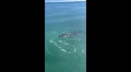 Saltwater croc splashes around in shallows near beach