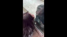 Chimp blows kisses to tourist through glass wall at China zoo