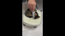 Sleeping cat wakes up instantly after smelling treat