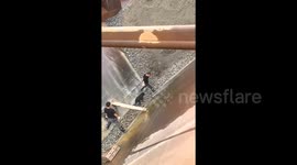 狗狗一边跑步一边帮助主人卸货