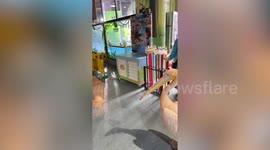 Pelican tries to