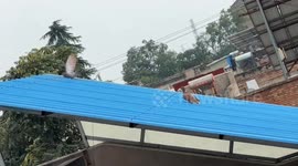 Pigeon turns metal roof into a slide