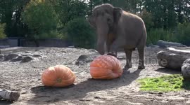 Elephants smash giant pumpkins at zoo event in Oregon