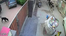 Rampaging bulls lock horns on street and crash through home’s gate in India