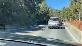 Bison Herd Passes Cars In Yellowstone