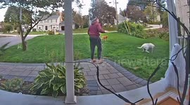 Skunk Just Wants to Play