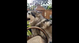 Drama Queen Malamute! Sojou's Hilarious Food Scrap Argument